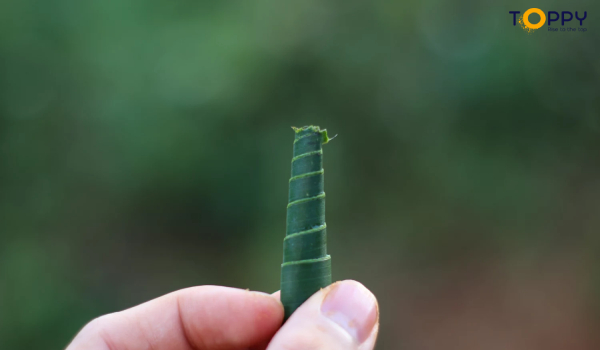 Âm thanh kèn lá chuối