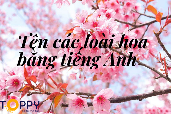 Tên các loài hoa bằng tiếng Anh - Ý nghĩa và vẻ đẹp ... - Toppy