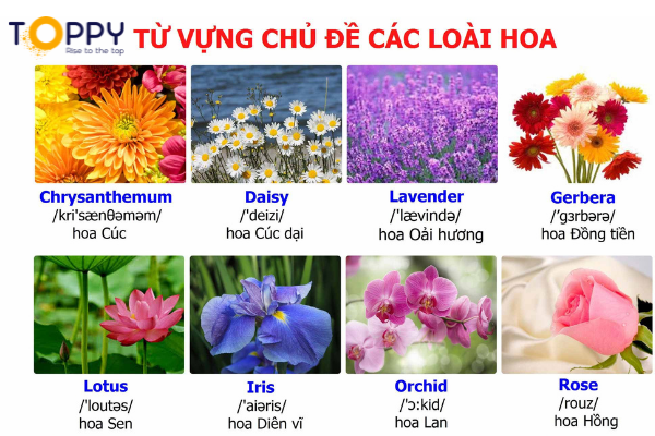 tên các loài hoa bằng tiếng Anh