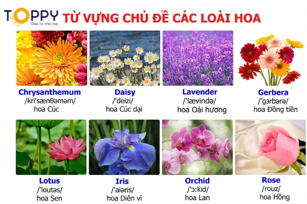 Tên các loài hoa bằng tiếng Anh - Ý nghĩa và vẻ đẹp của các loài hoa