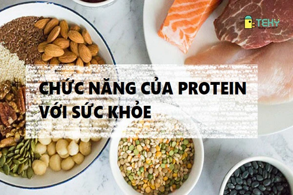 Các chức năng của protein đối với sức khỏe của con người