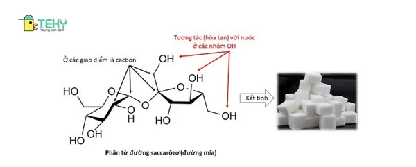 Cấu trúc phân tử của đường Saccarozo