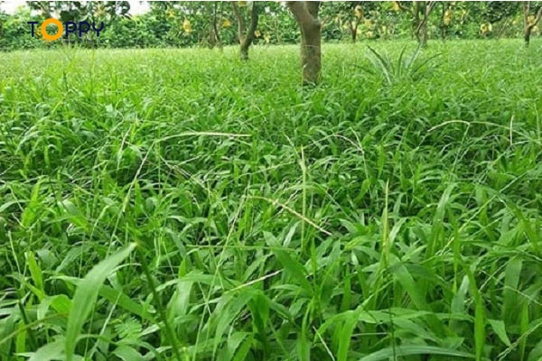 Dẫn xuất polihalogen được dùng làm thuốc diệt cỏ